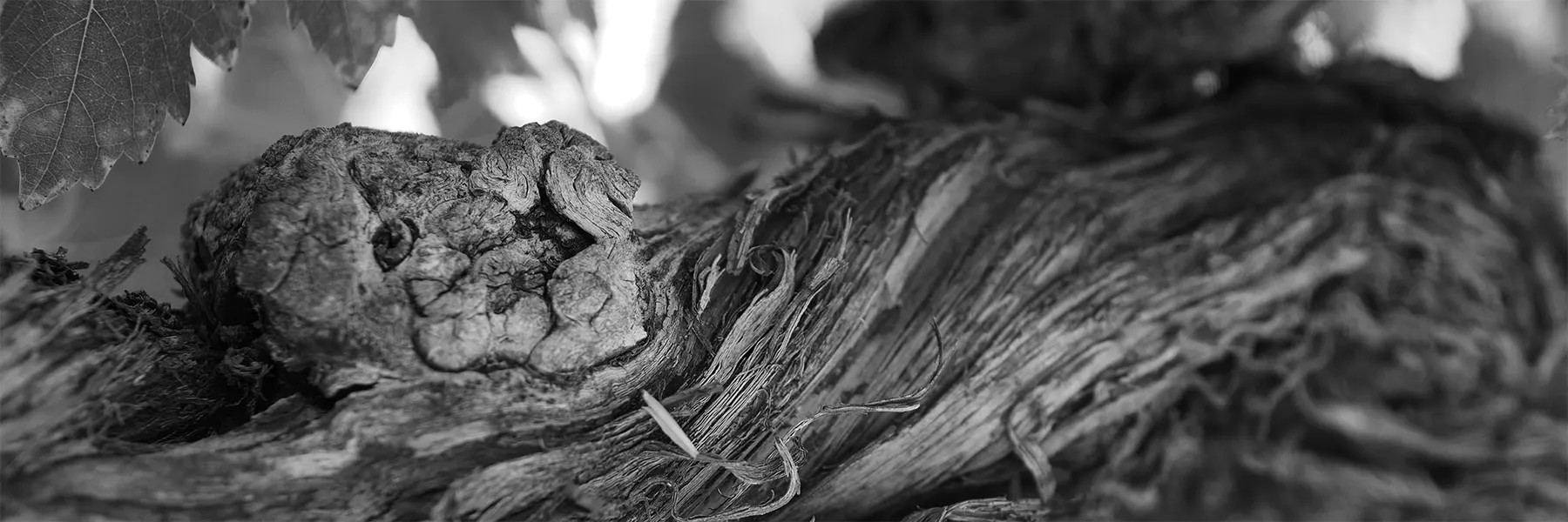 Paso Robles wineries white wine