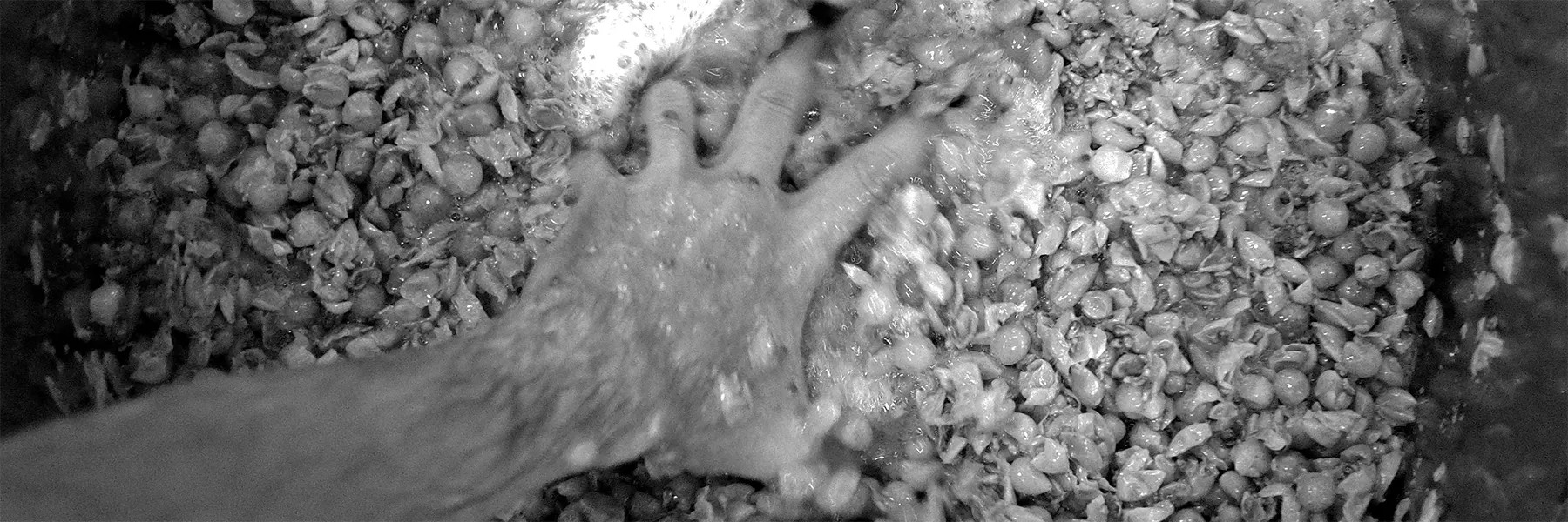 skin fermentation creative white wine