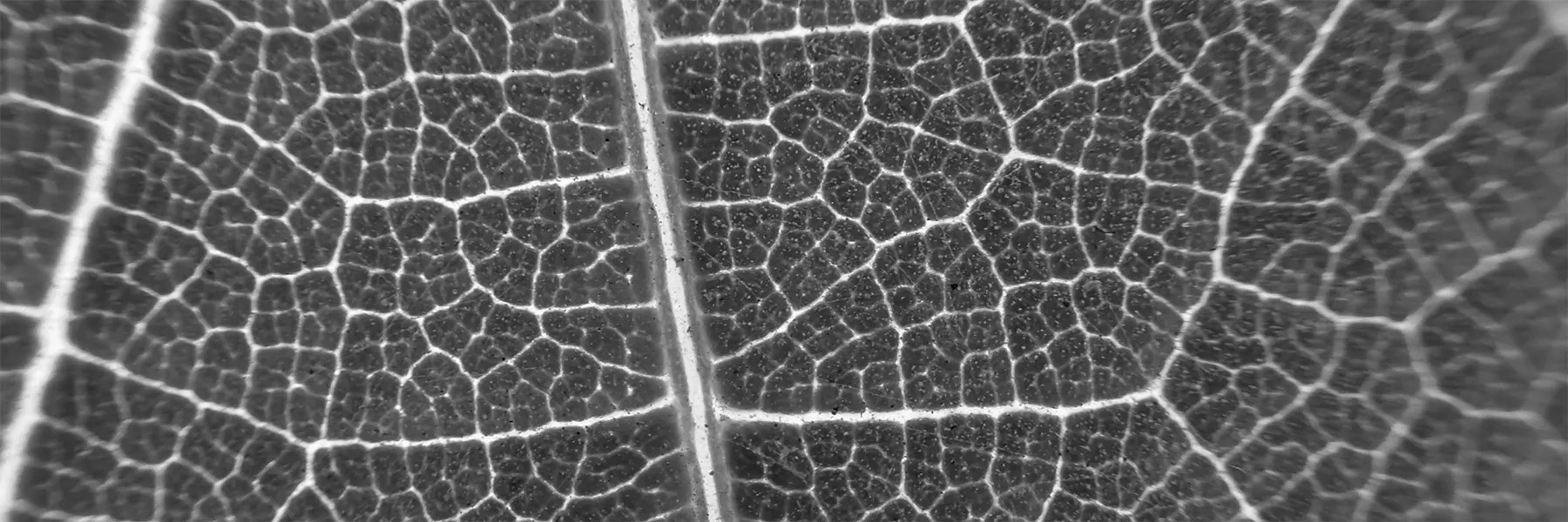 white wine wineries Paso Robles