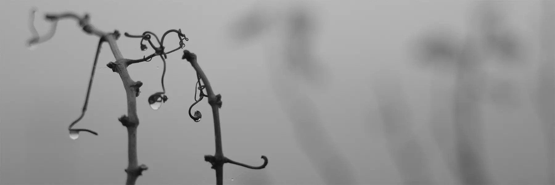 Best Paso Robles Winery Wineries